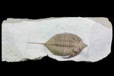 Large, Huntonia Lingulifer (Rare Species) - Oklahoma #68663-1
